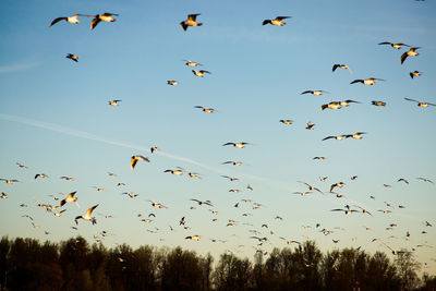 A flock of gulls 