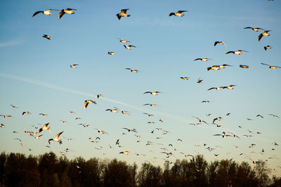 Low angle view of birds flying in sky