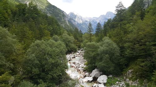 Scenic view of forest