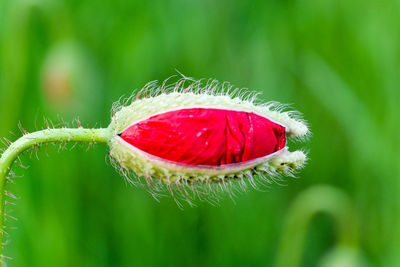 Close-up of red flower