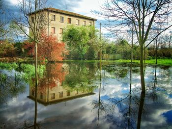 Reflection of trees in water