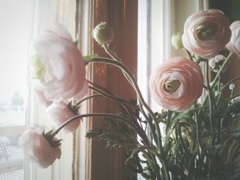 Close-up of pink rose