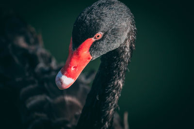 Close-up of swan swimming in lake