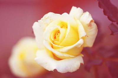 Close-up of rose flower