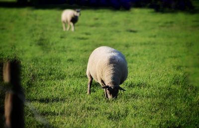 Sheep grazing in a field