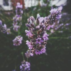 Close-up of purple flowering plant