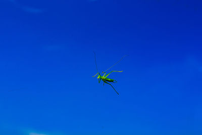 High angle view of insect on blue background