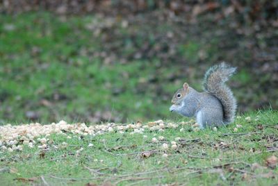 Close-up of squirrel on land