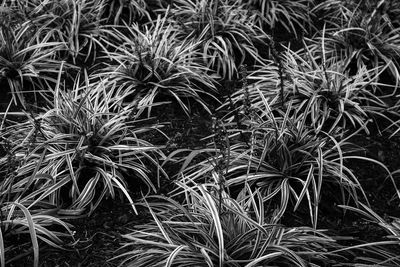 Full frame shot of plants