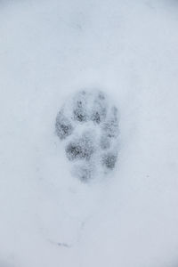 Close-up of snow covered land