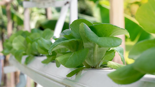 Close-up of potted plant