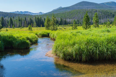 Rocky mountain national park landscape of a stream surrounded by grasses with trees and mountains 