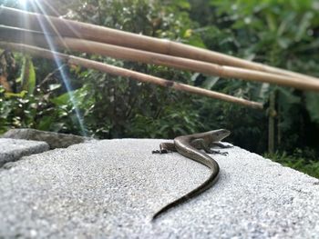 Close-up of lizard on ground