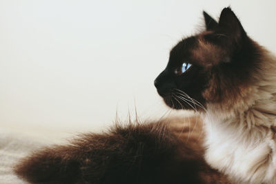 Close-up of cat
