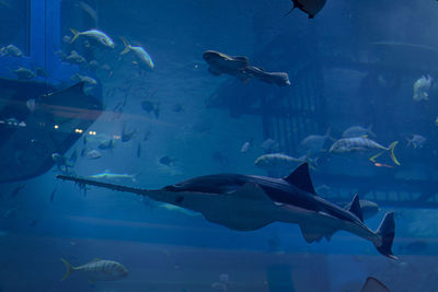 Fish swimming in sea