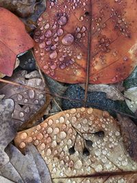 High angle view of raindrops on leaf