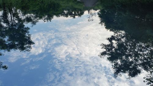 Low angle view of trees against sky