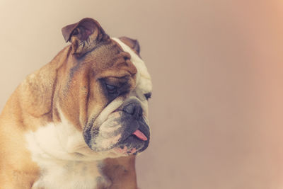 Close-up of a dog looking away