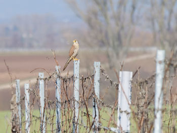 Bird perching on branch against bare tree