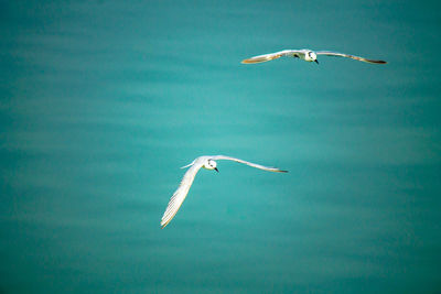 Seagulls flying over sea