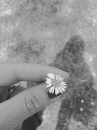 Close-up of hand holding flower