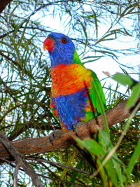 Low angle view of bird perching on branch