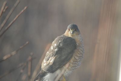 Close-up of bird perching outdoors