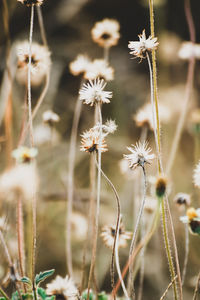 Close-up of flowering plants on field