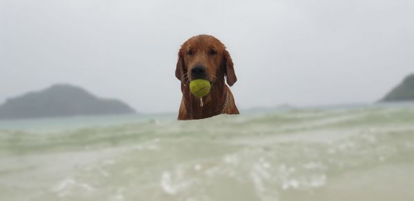 Portrait of dog in a sea