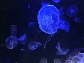 jellyfish