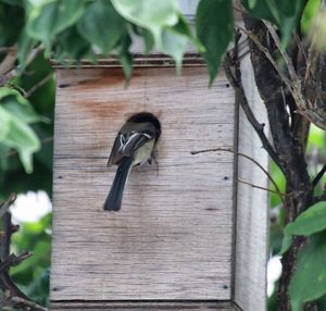 Close-up of bird perching on tree