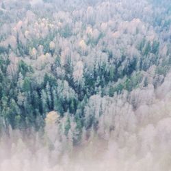 Scenic view of forest against sky