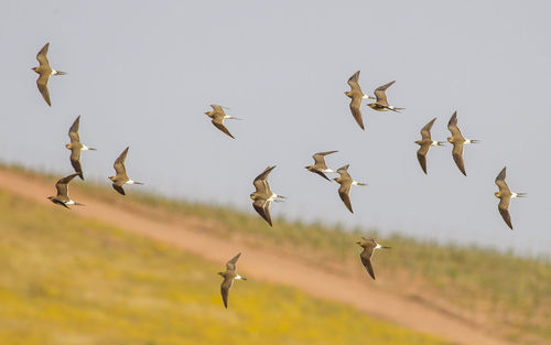 Birds flying in the sky