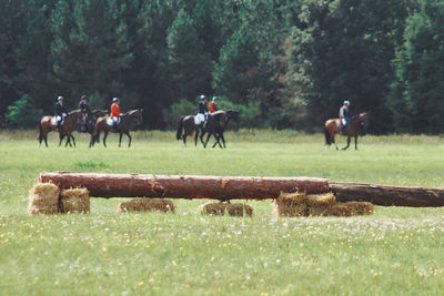 Horses grazing in a field