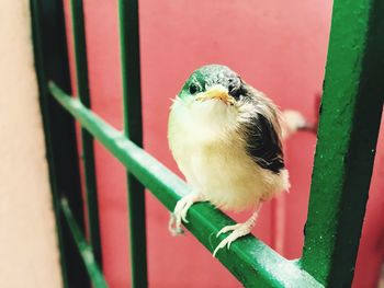 Close-up of bird perching outdoors