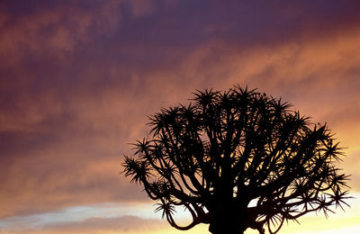 Silhouette of quiver tree against sky during sunset