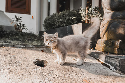 Cat relaxing outdoors