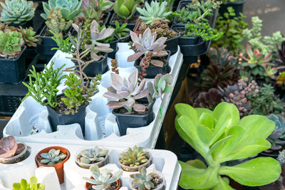 High angle view of potted plants