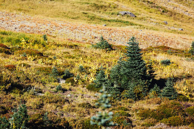 High angle view of trees on field