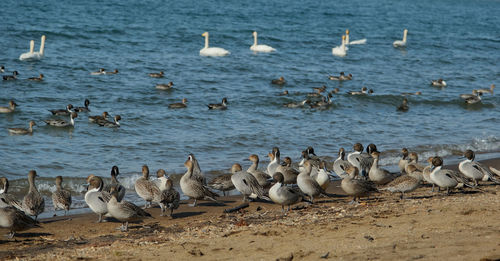 Flock of seagulls on beach