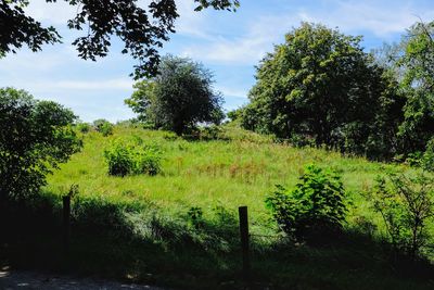 Scenic view of trees on field against sky