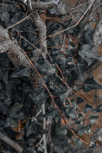 Close-up of dried leaves on plant in forest