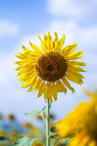 Close-up of yellow sunflower against sky