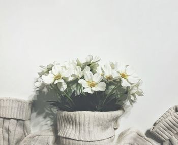 Close-up of white flowers in vase