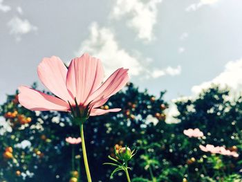 Close-up of flower blooming against sky