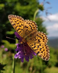 Close-up of butterfly pollinating on flower