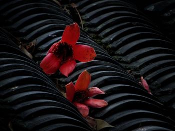 High angle view of red flowering plant