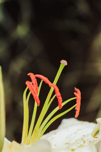 Close-up of flower growing outdoors