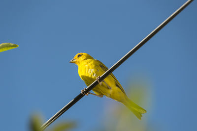 Low angle view of bird perching on leaf against clear sky