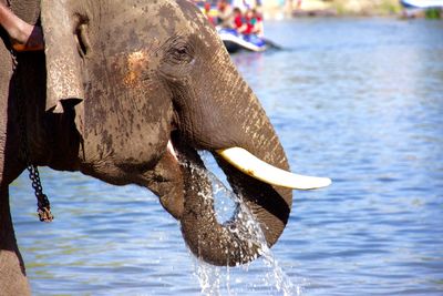 Close-up of elephant in water